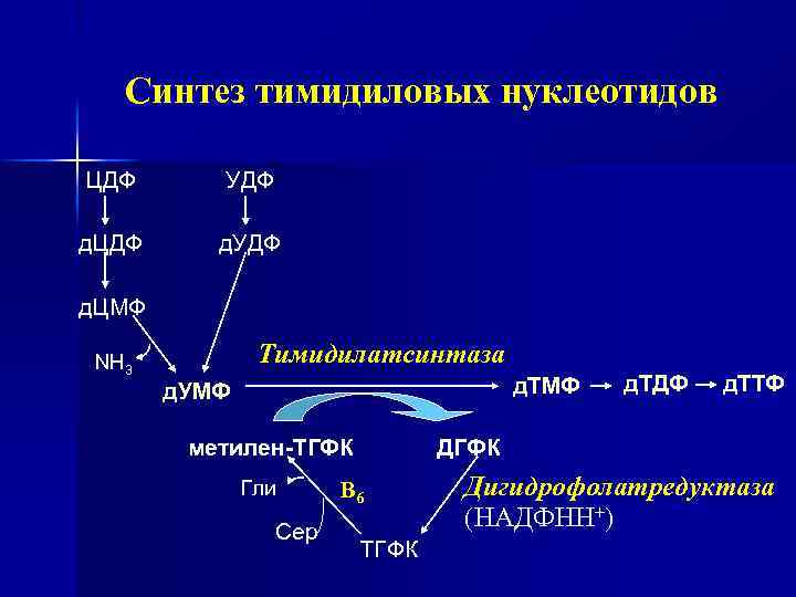 Синтез тимидиловых нуклеотидов ЦДФ УДФ д. ЦДФ д. УДФ д. ЦМФ Тимидилатсинтаза NH 3