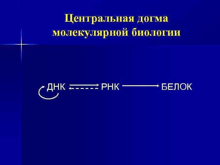Центральная догма молекулярной биологии ДНК РНК БЕЛОК 