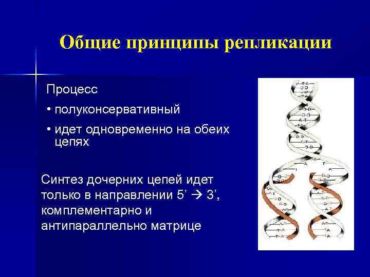 Общие принципы репликации Процесс • полуконсервативный • идет одновременно на обеих цепях Синтез дочерних
