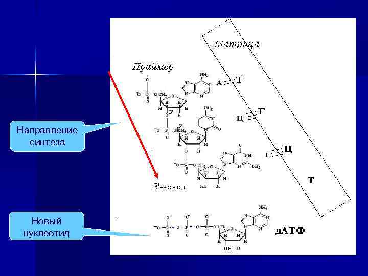 Направление синтеза Новый нуклеотид 