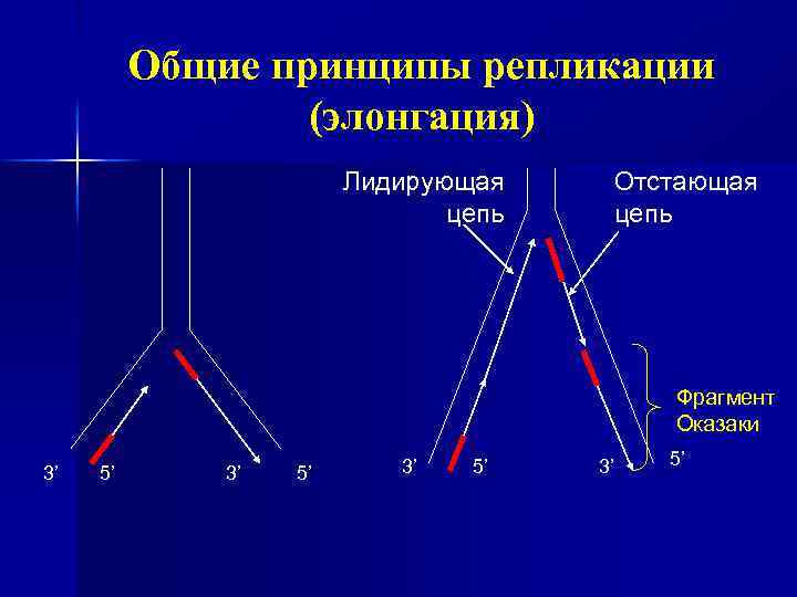Общие принципы репликации (элонгация) Лидирующая цепь Отстающая цепь Фрагмент Оказаки 3’ 5’ 