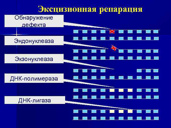 Эксцизионная репарация Обнаружение дефекта Эндонуклеаза Экзонуклеаза ДНК-полимераза ДНК-лигаза 