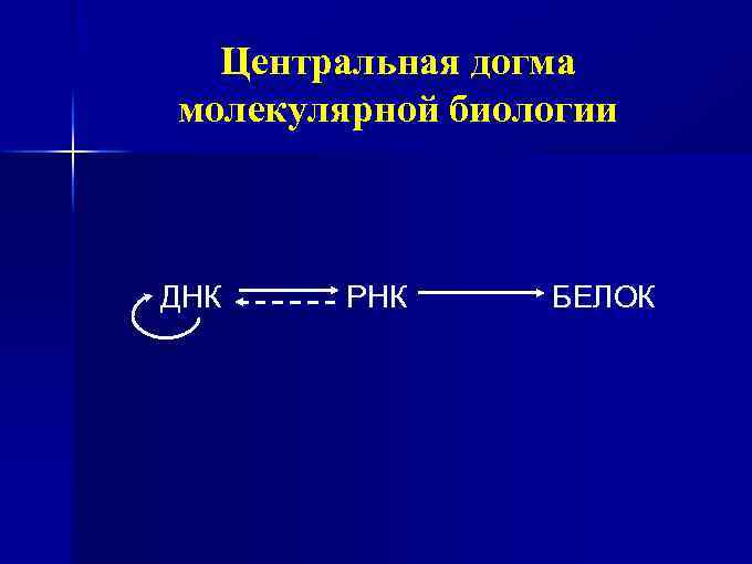 Центральная догма молекулярной биологии ДНК РНК БЕЛОК 