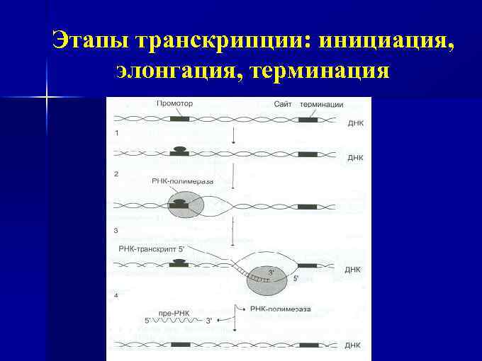 Этапы транскрипции: инициация, элонгация, терминация 