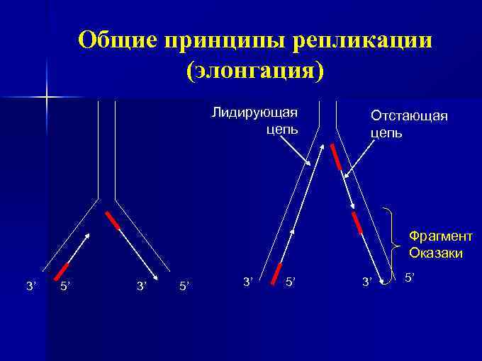 Общие принципы репликации (элонгация) Лидирующая цепь Отстающая цепь Фрагмент Оказаки 3’ 5’ 
