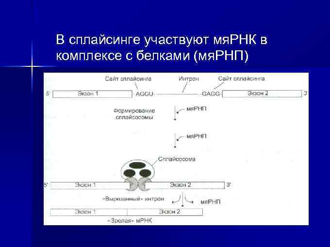 В сплайсинге участвуют мя. РНК в комплексе с белками (мя. РНП) 