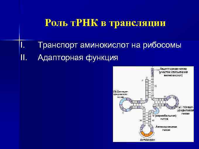 Роль т. РНК в трансляции I. II. Транспорт аминокислот на рибосомы Адапторная функция 