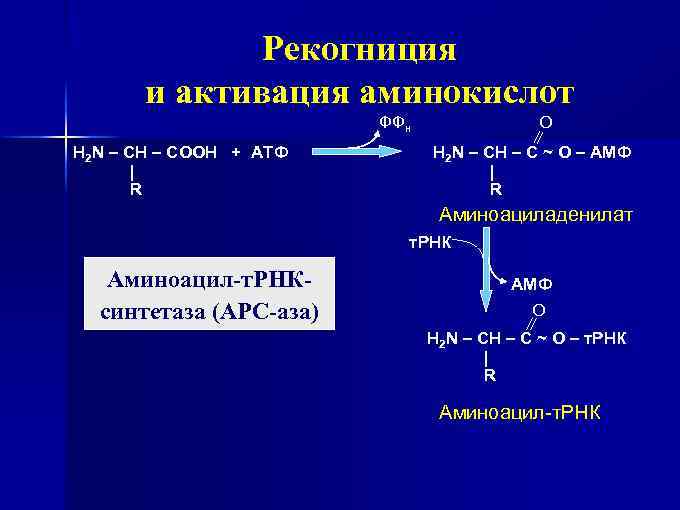 Рекогниция и активация аминокислот ФФн H 2 N – CH – COOH + АТФ