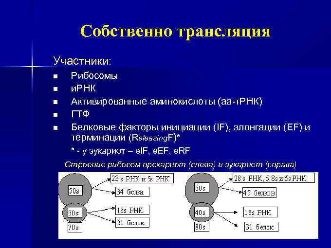 Собственно трансляция Участники: n n n Рибосомы и. РНК Активированные аминокислоты (аа-т. РНК) ГТФ