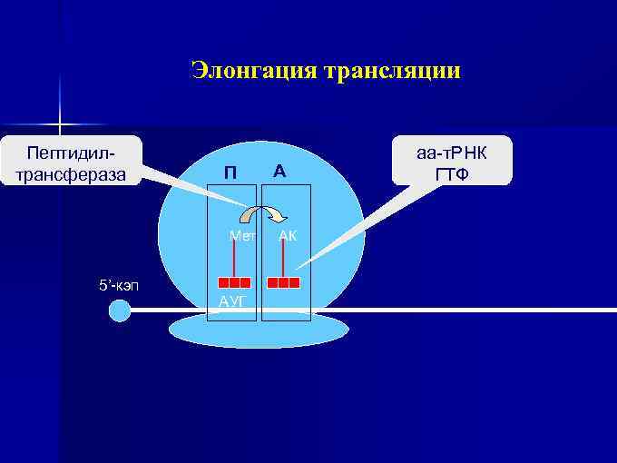 Элонгация трансляции Пептидилтрансфераза П Мет 5’-кэп АУГ А АК аа-т. РНК ГТФ 