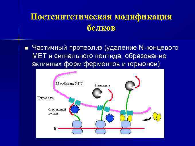 Постсинтетическая модификация белков n Частичный протеолиз (удаление N-концевого МЕТ и сигнального пептида, образование активных