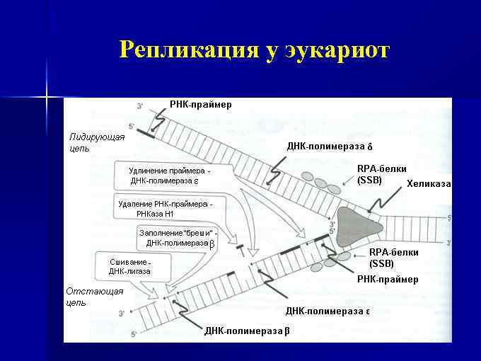 Репликативная вилка схема