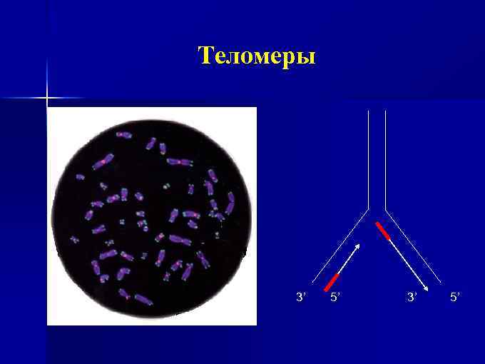 Теломеры 3’ 5’ 