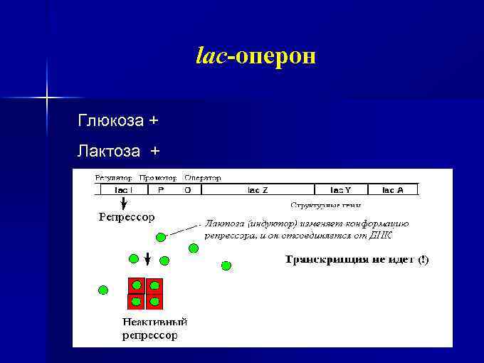 lac-оперон Глюкоза + Лактоза + 