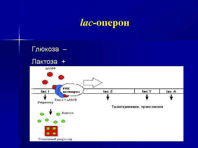 lac-оперон Глюкоза – Лактоза + 