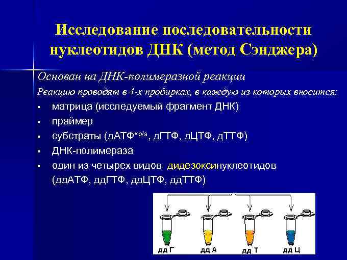 Исследование последовательности нуклеотидов ДНК (метод Сэнджера) Основан на ДНК-полимеразной реакции Реакцию проводят в 4