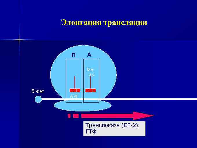 Элонгация трансляции П А Мет АК 5’-кэп АУГ Транслоказа (EF-2), ГТФ 