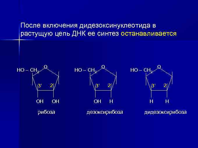 После включения дидезоксинуклеотида в растущую цепь ДНК ее синтез останавливается НО – СН 2