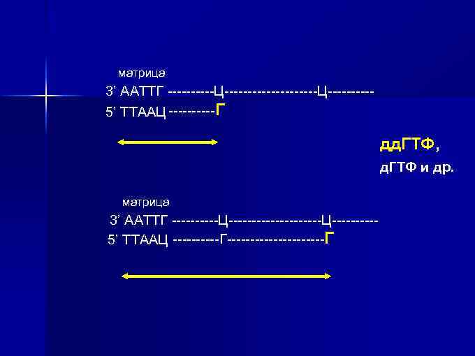 матрица 3’ ААТТГ -----Ц----------Ц-----5’ ТТААЦ -----Г дд. ГТФ, д. ГТФ и др. матрица 3’