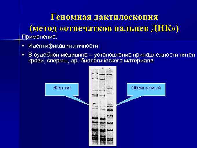 Геномная дактилоскопия (метод «отпечатков пальцев ДНК» ) Применение: § Идентификация личности § В судебной