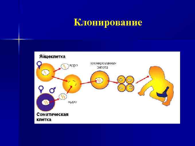 Клонирование 