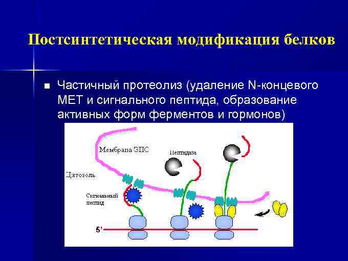 Биохимия трансляция презентация