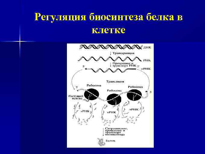 Регуляция биосинтеза белка в клетке 