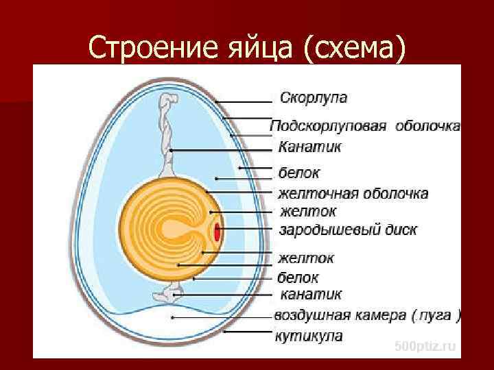 Яйцо в разрезе схема