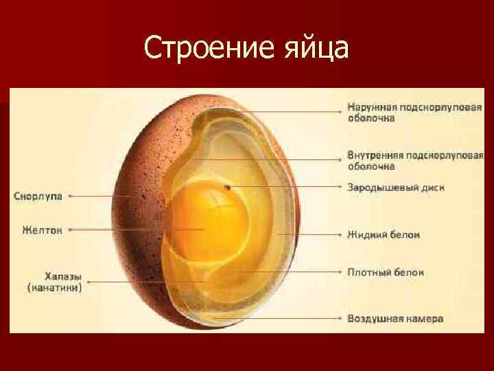 Строение яйца 