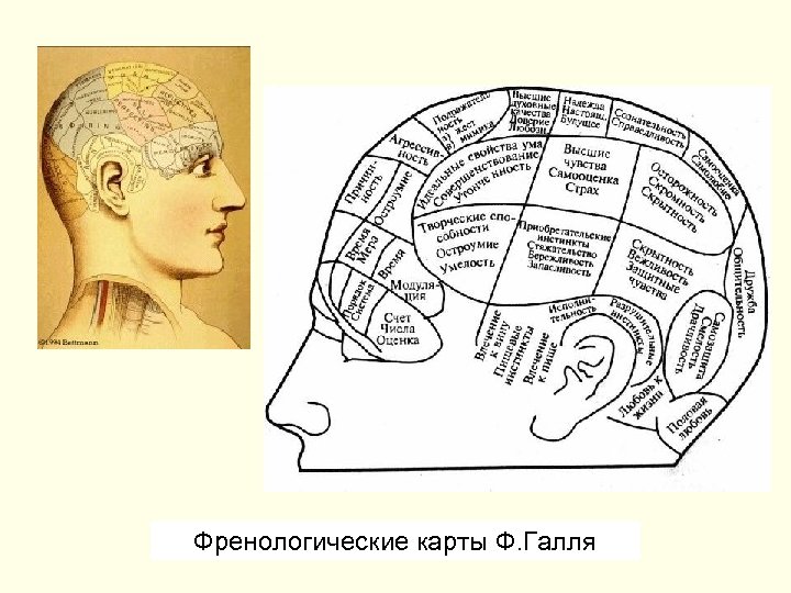 Френологическая карта галля