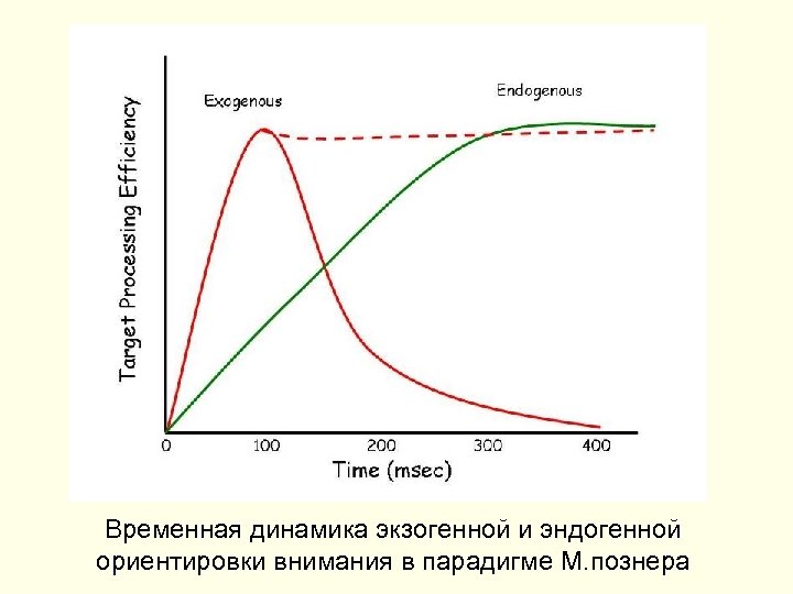 Временная динамика экзогенной и эндогенной ориентировки внимания в парадигме М. познера 