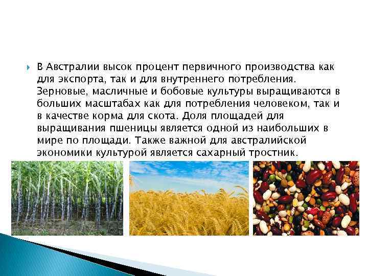 Сахарный тростник районы выращивания. Районы возделывания сахарного тростника. Зерновые и масличные культуры. Страны Лидеры по выращиванию сахарного тростника. Бобовые масличные.