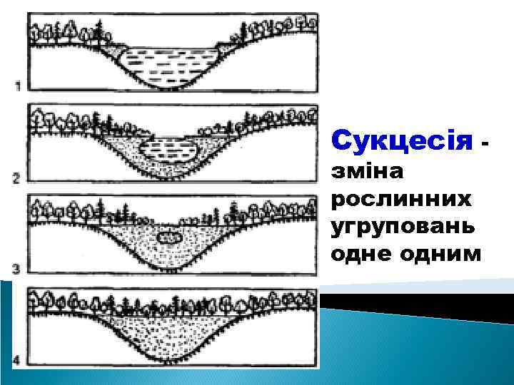 Сукцесія зміна рослинних угруповань одне одним 