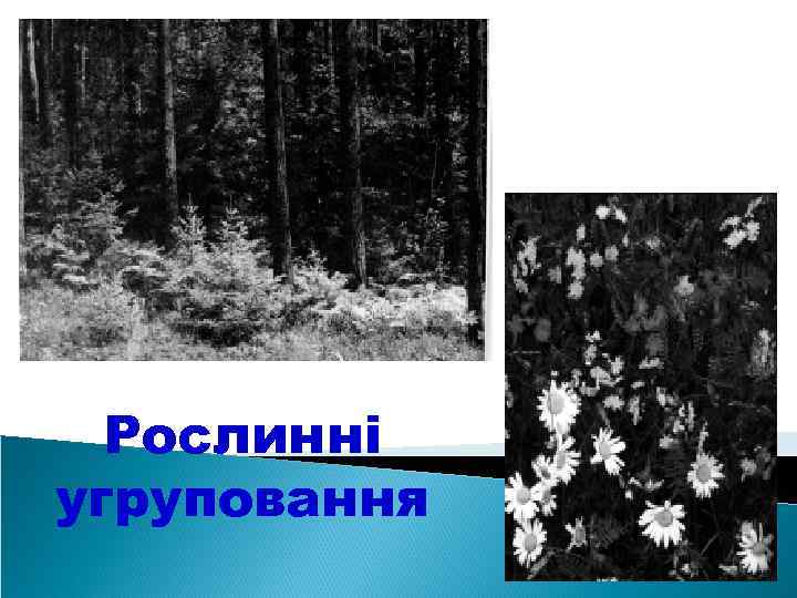 Рослинні угруповання 