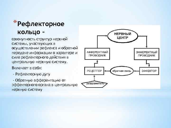 *Рефлекторное кольцо - совокупность структур нервной системы, участвующих в осуществлении рефлекса и обратной передаче