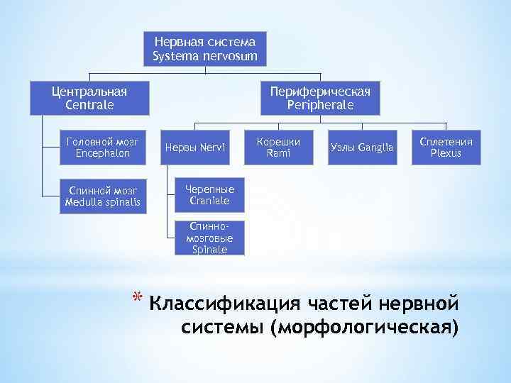 Нервная система Systema nervosum Центральная Centrale Периферическая Peripherale Головной мозг Encephalon Спинной мозг Medulla