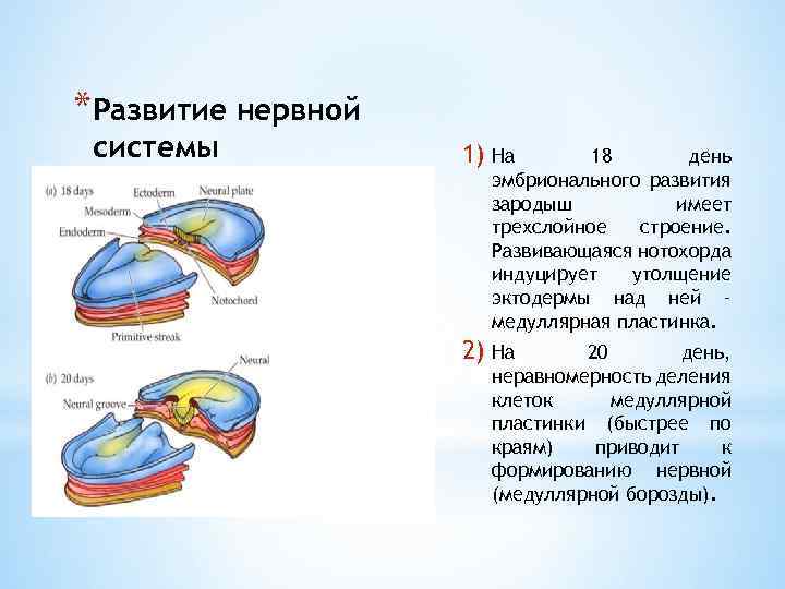 *Развитие нервной системы 1) На 18 день эмбрионального развития зародыш имеет трехслойное строение. Развивающаяся