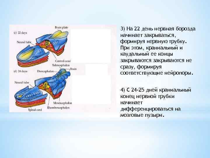 3) На 22 день нервная борозда начинает закрываться, формируя нервную трубку. При этом, краниальный