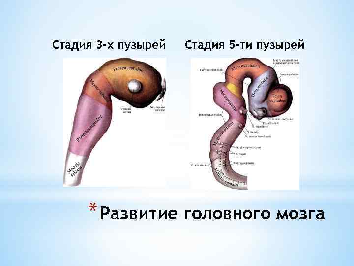 Стадия пяти мозговых пузырей. Стадии мозговых пузырей. Стадия 3 мозговых пузырей. Стадия 3 и 5 мозговых пузырей.