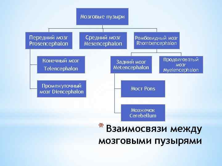 Мозговые пузыри Передний мозг Prosencephalon Конечный мозг Telencephalon Промежуточный мозг Diencephalon Средний мозг Mesencephalon