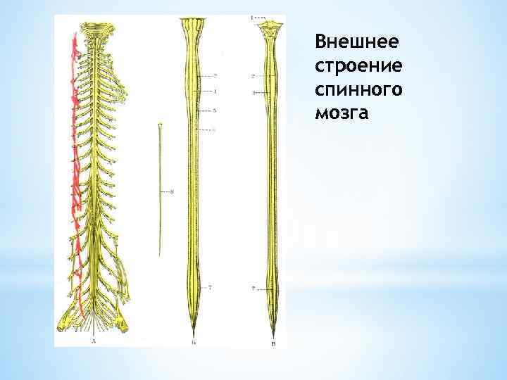 Внешнее строение спинного мозга 