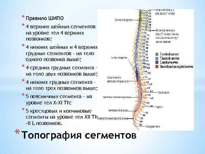 Сегменты границы. Правило сегментов спинного мозга. Сегменты спинного мозга и тела позвонков. Соответствие сегментов спинного мозга и позвонков. Сегменты спинного мозга по отношению к позвоночнику.