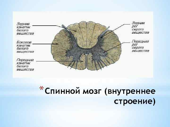 * Спинной мозг (внутреннее строение) 