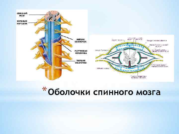 Оболочки спинного мозга