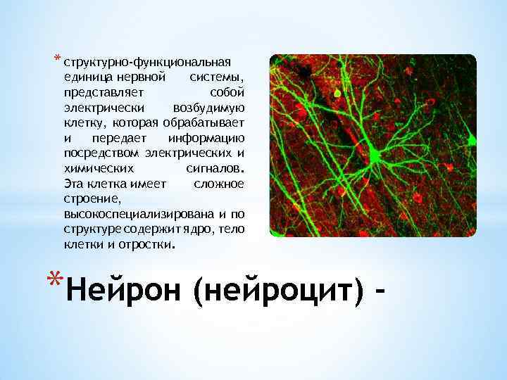 * структурно-функциональная единица нервной системы, представляет собой электрически возбудимую клетку, которая обрабатывает и передает