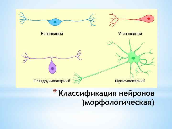 * Классификация нейронов (морфологическая) 