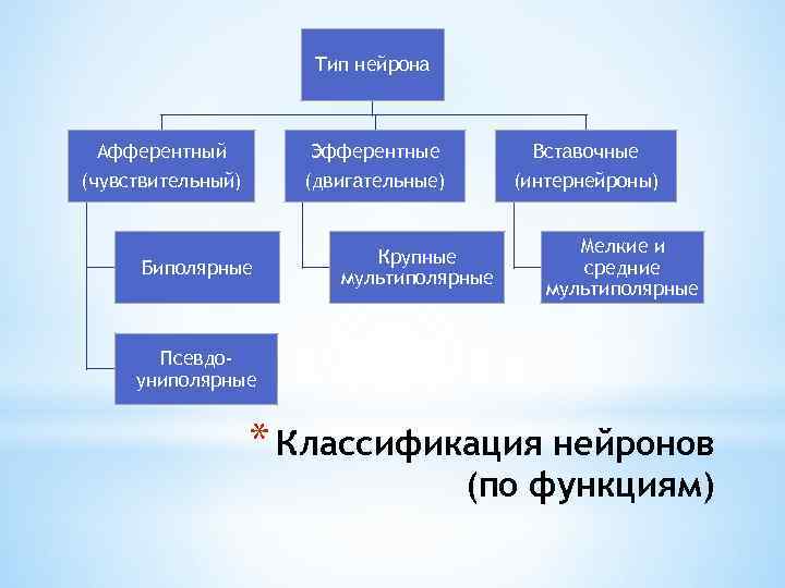 Тип нейрона Афферентный Эфферентные Вставочные (чувствительный) (двигательные) (интернейроны) Биполярные Крупные мультиполярные Мелкие и средние