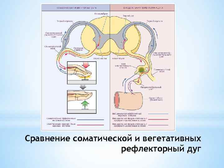 Сравнение соматической и вегетативных рефлекторный дуг 