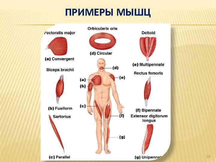 ПРИМЕРЫ МЫШЦ 16 