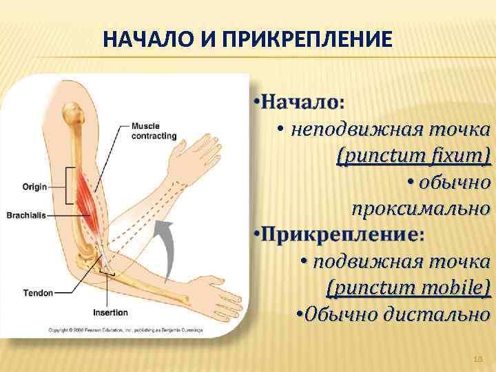 НАЧАЛО И ПРИКРЕПЛЕНИЕ • Начало: • неподвижная точка (punctum fixum) • обычно проксимально •